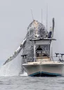 A humpback whale breaching the seas of California's Monterey Bay, right near to a fishing boat. The natural world is quite breathtaking! It never ceases to astound us wit