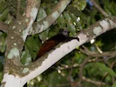 Witmanteltamaryn (Saguinus weddelli), 4 of 5