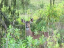 Bergnyala (Tragelaphus buxtoni), 5 of 5