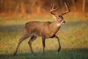 Late-Winter Deer Hunt to Open in 30 Illinois Counties for 2025-26 Season

Illinois deer hunters will have an additional opportunity to pursue whitetails this season. The 