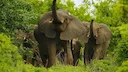 Serere, Uganda: Geography and Natural Features, An Enigmatic Journey into Nature's Splendor and Thrilling Hunting Adventures

Embarking on a Journey Through the Diverse E