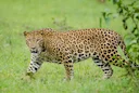 Luiperd (Indiese luiperd)
