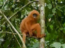 Maroenlangur