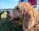 The Otterhound: A Hunter's Companion With a Nose for Adventure

As a seasoned hunter, I've always valued a good hunting dog by my side. Over the years, I've had the pleas
