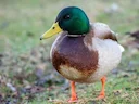 DUCK (MALLARD)

The mallard is a large and heavy looking duck. It has a long body and a long and broad bill. The male has a dark green head, a yellow bill, is mainly purp