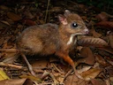 Klein Oosterse chevrotain (Tragulus kanchil), 3 of 7