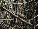 Siau-eiland-tarsier (Tarsius tumpara), 2 of 5