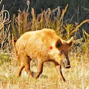 Pig Hunters Fined $52,000 After Posting Animal Cruelty Videos Online

Australian pig hunters Riley Thomas Lang and Marie Ann Parker have been fined $52,000 after posting 