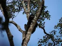 Wes-Java-langour (Trachypithecus mauritius), 1 of 5