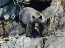 Swartbeer (Amerikaanse swartbeer) (Ursus americanus emmonsii), 3 of 3