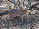 Sharpe se grysbok (Raphicerus sharpei), 5 of 6