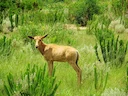 Hunting in Kaolack, Senegal: Discover Savannas, Wetlands, Wildlife, Laws, Clubs, Traditions and Conservation efforts

The Kaolack Department in Senegal is a prime destina