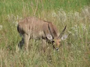 Suiderrietbok (Redunca arundinum), 1 of 5