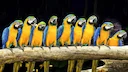 Parrots of this species prefer to settle in tree hollows, at a sufficient height from the ground. Couples are created almost for life, so after the death of a partner, th