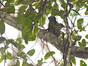Wied se marmoset Wied se marmoset
