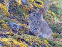 Gewone tapeti (Sylvilagus brasiliensis), 2 of 3