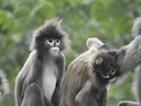 Phayre se blaarapie (Trachypithecus phayrei), 2 of 5