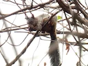 Guayaquil-seekatjie (Sciurus stramineus), 2 of 4