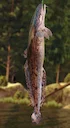 Burbot
#fishing #fishinglife #fisherman #AdventureAwaits #fishtank #fish #happyplace
The burbot (Lota lota) is a freshwater fish species that inhabits cold, deep waters Burbot
#fishing #fishinglife #fisherman #AdventureAwaits #fishtank #fish #happyplace
The burbot (Lota lota) is a freshwater fish species that inhabits cold, deep waters