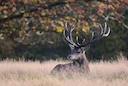 LA CHASSE DANS LA RÉGION DE QUÉBEC: DÉMOGRAPHIE DES CHASSEURS, TYPES DE CHASSE TRADITIONNELS ET RÉGLEMENTATIONS LOCALES

La région de Québec, au Canada, est un véritable 