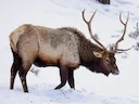 Reindeer and Snow Festival 2026 in Tsagaannuur: A Cultural Celebration for Nature and Hunting Enthusiasts
The unique cultural festival "Reindeer and Snow - 2026" is set Reindeer and Snow Festival 2026 in Tsagaannuur: A Cultural Celebration for Nature and Hunting Enthusiasts
The unique cultural festival "Reindeer and Snow - 2026" is set
