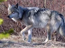 La chasse en CHARENTE-MARITIME: Marais atlantiques, faune migratrice, mosaïque d’habitats et culture cynégétique vivante sur le littoral ouest

Zones humides, vignes et b