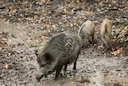 Wild boar hunting in the Sousse Valley (Morocco): A guide for hunters. Find out where and how to successfully hunt wild boar in the Sousse Valley. Explore geography, rule