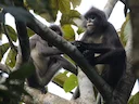 Phayre se blaarapie (Trachypithecus phayrei), 4 of 5