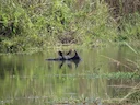 Indiese neushoring (Rhinoceros unicornis), 2 of 4