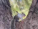 Oos-Amerikaanse grys eekhoring (Sciurus carolinensis), 1 of 3