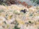 Brilbeer (Tremarctos ornatus), 4 of 7