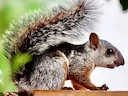 Gekleurde eekhoring (Sciurus variegatoides), 1 of 3