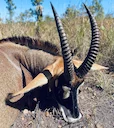 The Real Cost of Hunting in Africa: A No-Nonsense Guide
Why Hunting in Africa is Expensive?
Before diving into specific costs, it's crucial to understand the underlying The Real Cost of Hunting in Africa: A No-Nonsense Guide
Why Hunting in Africa is Expensive?
Before diving into specific costs, it's crucial to understand the underlying