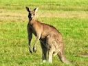 Rooikangoeroe (Gewone kangoeroe)