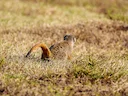 Surikaat (Suricata suricatta), 4 of 4