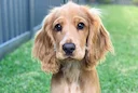 Den engelske cocker spaniel er en hunderace, der er kunstigt opdrættet i begyndelsen af ​​det 19. århundrede. Den første del af racens navn - "cocker" - kommer fra den en