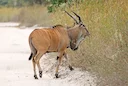 Reusetransvaal (Derby-eland) (Taurotragus derbianus), 2 of 3