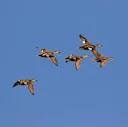 Duck in Morocco: Species, Migration, and Habitats for Waterfowl Hunters 🦆

Morocco is a waterfowl sleeper hit. While most hunters associate the country with wild boar or