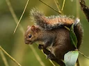 Deppe-seekatjie (Sciurus deppei), 4 of 7