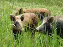 🐗 Oklahoma Feral Hog Hunting Laws 2026: Thermal Scopes, Licenses & Legal Tactics

Oklahoma game wardens are cracking down on hunters who think feral hog rules mean "anyt
