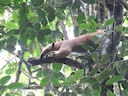 Suidelike tamandua (Tamandua tetradactyla), 4 of 5