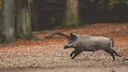 Die Jagd im Raum Landeck: Aktivitäten, Merkmale, Bräuche, Wildtierpopulationen, Jagdpraxis, Zeiträume, Rahmenbedingungen, Kuriositäten
Aktivitäten der lokalen J Die Jagd im Raum Landeck: Aktivitäten, Merkmale, Bräuche, Wildtierpopulationen, Jagdpraxis, Zeiträume, Rahmenbedingungen, Kuriositäten
Aktivitäten der lokalen J