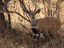 Noordelike bosbok (Tragelaphus scriptus), 5 of 5