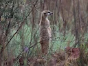 Surikaat (Suricata suricatta), 1 of 4