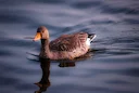 Grippe aviaire dans le Nord: les chasseurs de gibier d’eau contraints de s’adapter 

Un foyer de grippe aviaire détecté à Warhem, dans les Flandres, bouleverse la fin de 