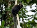 Katoene-oor-marmoset Katoene-oor-marmoset