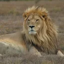 Trophy Hunters Kill GPS‑Collared Lion from Oxford Research Project
Trophy hunters in Zimbabwe have reportedly shot Blondie, a GPS‑collared lion tracked by Oxford Univers Trophy Hunters Kill GPS‑Collared Lion from Oxford Research Project
Trophy hunters in Zimbabwe have reportedly shot Blondie, a GPS‑collared lion tracked by Oxford Univers