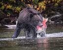 A Blessed Experience with Bears at Lake Clark National Park, Crescent Lake

Just a few bears from my most recent trip to Lake Clark National Park at Crescent Lake! Every 