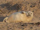 Grysseehond (Halichoerus grypus), 12 of 12