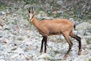 Anatolian Chamois (Asia)
Rupicapra rupicapra asiatica
DESCRIPTION Shoulder height 28-30 inches (70-76 cm), weight about 80 pounds (36 kg). The female is somewhat smaller. Anatolian Chamois (Asia)
Rupicapra rupicapra asiatica
DESCRIPTION Shoulder height 28-30 inches (70-76 cm), weight about 80 pounds (36 kg). The female is somewhat smaller.